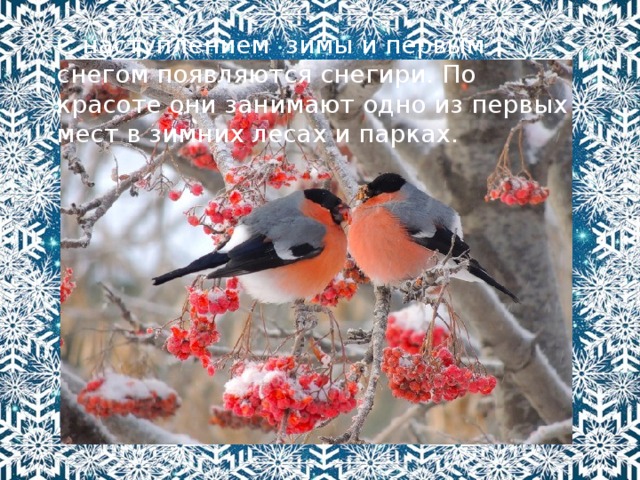 С наступлением зимы и первым снегом появляются снегири. По красоте они занимают одно из первых мест в зимних лесах и парках. 