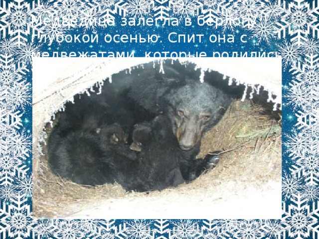 Медведица залегла в берлогу глубокой осенью. Спит она с медвежатами, которые родились уже зимой 