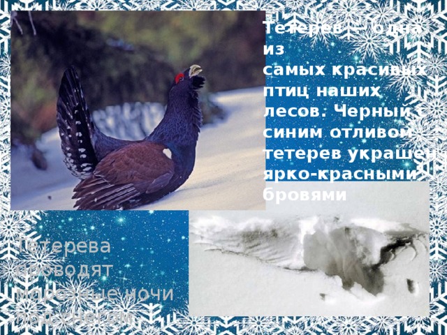 Тетерев — одна из самых красивых птиц наших лесов. Черный с синим отливом тетерев украшен ярко-красными бровями Тетерева проводят морозные ночи под снегом. 
