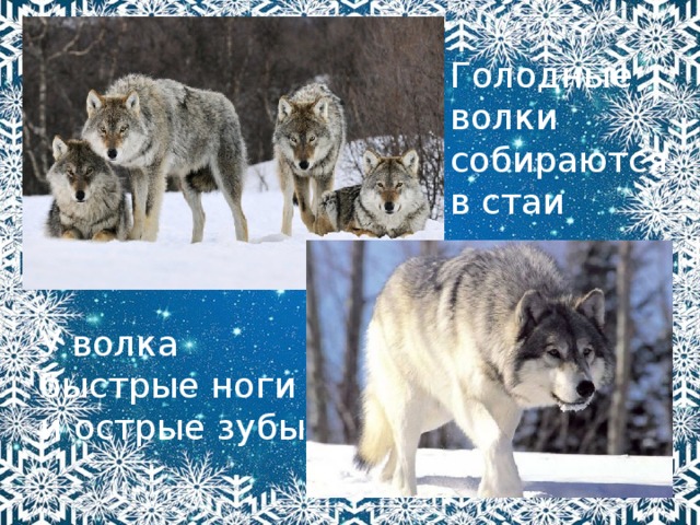 Голодные волки собираются в стаи У волка быстрые ноги и острые зубы 