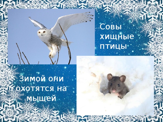 Совы хищные птицы Зимой они охотятся на мышей 