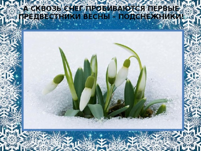 А сквозь снег пробиваются первые предвестники весны – подснежники! 