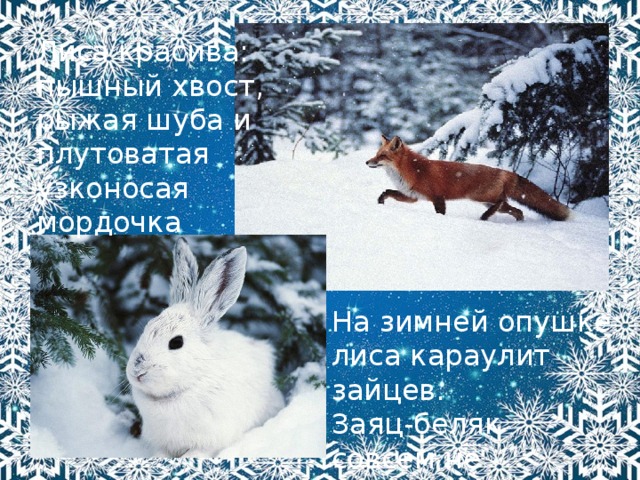 Лиса красива: пышный хвост, рыжая шуба и плутоватая узконосая мордочка На зимней опушке лиса караулит зайцев. Заяц-беляк совсем не заметен на фоне сугроба. 