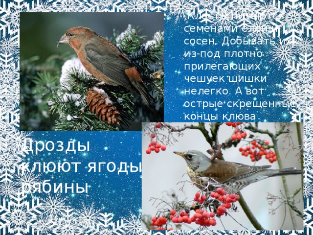   Клесты питаются, семенами елей и сосен. Добывать их из-под плотно прилегающих чешуек шишки нелегко. А вот острые скрещенные концы клюва являются самым совершенным инструментом для этого. Дрозды клюют ягоды рябины 