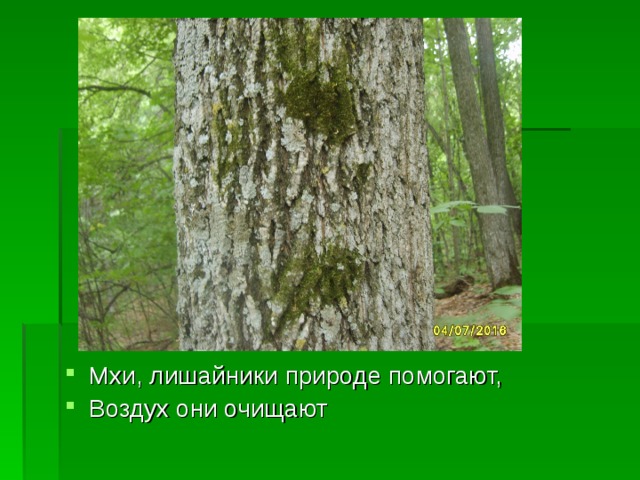 Мхи, лишайники природе помогают, Воздух они очищают 
