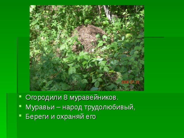 Огородили 8 муравейников. Муравьи – народ трудолюбивый, Береги и охраняй его 