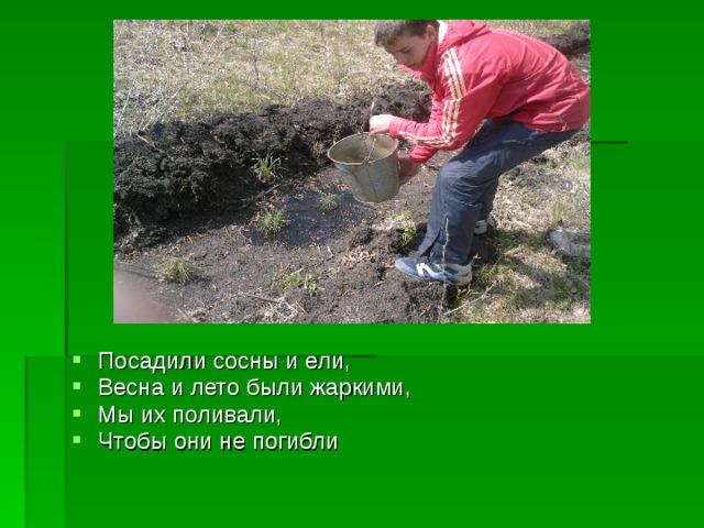 Посадили сосны и ели, Весна и лето были жаркими, Мы их поливали, Чтобы они не погибли 