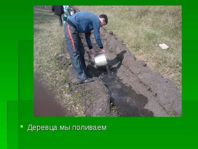 Деревца мы поливаем 