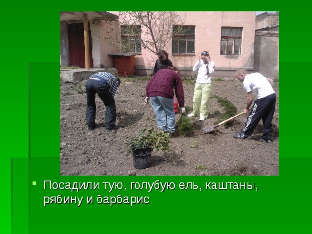 Посадили тую, голубую ель, каштаны, рябину и барбарис 