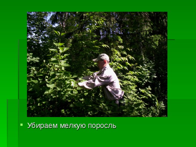Убираем мелкую поросль 