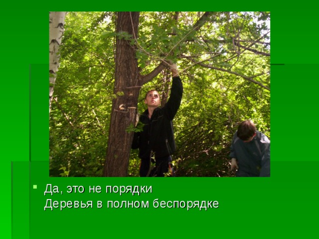 Да, это не порядки  Деревья в полном беспорядке 
