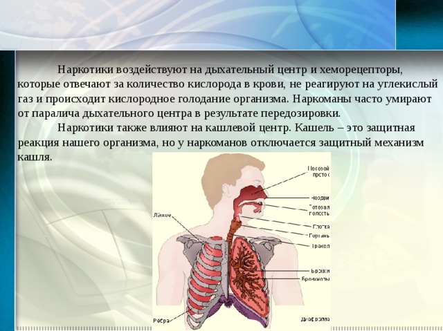  Наркотики воздействуют на дыхательный центр и хеморецепторы, которые отвечают за количество кислорода в крови, не реагируют на углекислый газ и происходит кислородное голодание организма. Наркоманы часто умирают от паралича дыхательного центра в результате передозировки.  Наркотики также влияют на к а шлевой центр. Кашель – это защитная реакция нашего организма, но у наркоманов отключается защитный механизм кашля. 