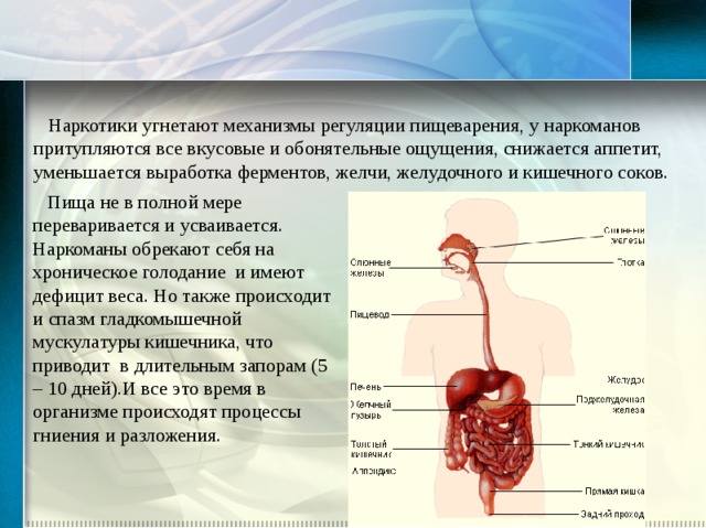  Наркотики угнетают механизмы регуляции пищеварения, у наркоманов притупляются все вкусовые и обонятельные ощущения, снижается аппетит, уменьшается выработка ферментов, желчи, желудочного и кишечного соков.  Пища не в полной мере переваривается и усваивается. Наркоманы обрекают себя на хроническое голодание и имеют дефицит веса. Но также происходит и спазм гладкомышечной мускулатуры кишечника, что приводит в длительным запорам (5 – 10 дней).И все это время в организме происходят процессы гниения и разложения. 