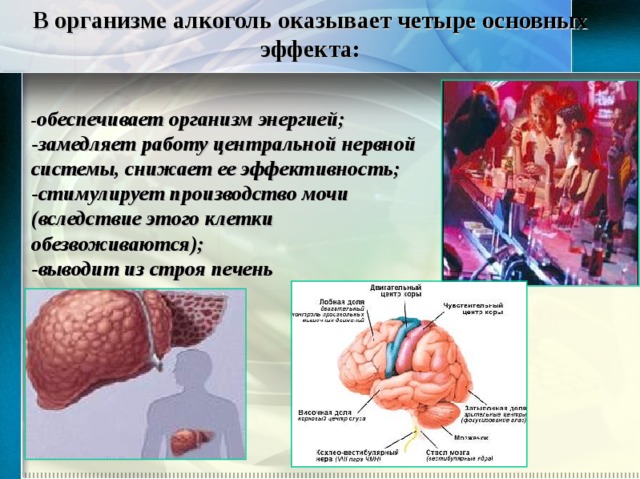 В организме алкоголь оказывает четыре основных эффекта: - обеспечивает организм энергией; -замедляет работу центральной нервной системы, снижает ее эффективность; -стимулирует производство мочи (вследствие этого клетки обезвоживаются); -выводит из строя печень 