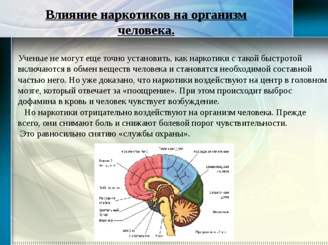 Влияние наркотиков на организм человека. Ученые не могут еще точно установить, как наркотики с такой быстротой включаются в обмен веществ человека и становятся необходимой составной частью него. Но уже доказано, что наркотики воздействуют на центр в головном мозге, который отвечает за «поощрение». При этом происходит выброс дофамина в кровь и человек чувствует возбуждение.  Но наркотики отрицательно воздействуют на организм человека. Прежде всего, они снимают боль и снижают болевой порог чувствительности.  Это равносильно снятию «службы охраны». 