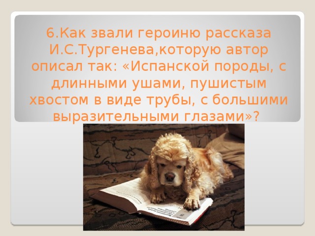 6.Как звали героиню рассказа И.С.Тургенева,которую автор описал так: «Испанской породы, с длинными ушами, пушистым хвостом в виде трубы, с большими выразительными глазами»? 
