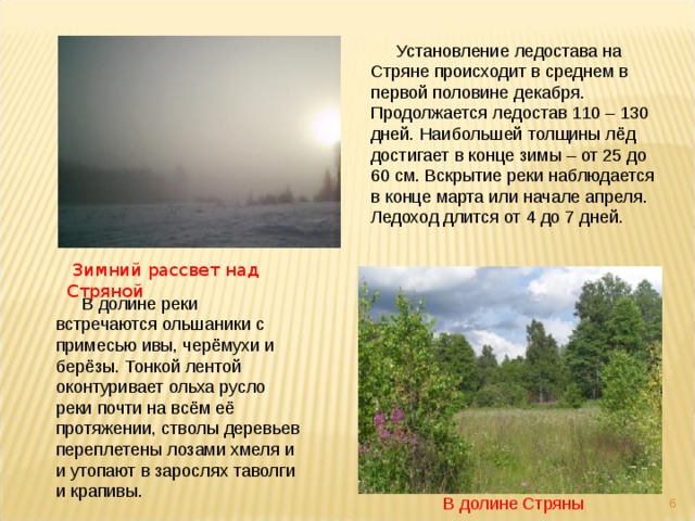 Установление ледостава на Стряне происходит в среднем в первой половине декабря. Продолжается ледостав 110 – 130 дней. Наибольшей толщины лёд достигает в конце зимы – от 25 до 60 см. Вскрытие реки наблюдается в конце марта или начале апреля. Ледоход длится от 4 до 7 дней.  Зимний рассвет над Стряной В долине реки встречаются ольшаники с примесью ивы, черёмухи и берёзы. Тонкой лентой оконтуривает ольха русло реки почти на всём её протяжении, стволы деревьев переплетены лозами хмеля и и утопают в зарослях таволги и крапивы.  В долине Стряны  