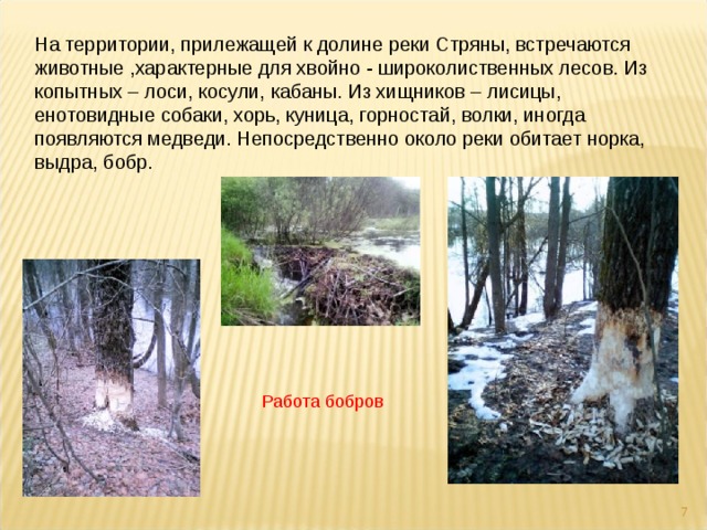 На территории, прилежащей к долине реки Стряны, встречаются животные ,характерные для хвойно - широколиственных лесов. Из копытных – лоси, косули, кабаны. Из хищников – лисицы, енотовидные собаки, хорь, куница, горностай, волки, иногда появляются медведи. Непосредственно около реки обитает норка, выдра, бобр.   Работа бобров  