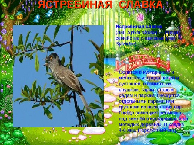 ЯСТРЕБИНАЯ СЛАВКА  Ястребиная славка (лат.  Sylvia nisoria ) — птица семейства славковых (лат. Sylviidae ).  Селится в кустарниках и мелколесье среди полей и пустошей, в поймах, по опушкам, гарям, старым садам и паркам. Гнездится отдельными парами или группами из нескольких пар. Гнездо помещает невысоко над землёй в кустарниках и на молодых деревьях. В кладке 4-6 яиц. Перелётный вид. 