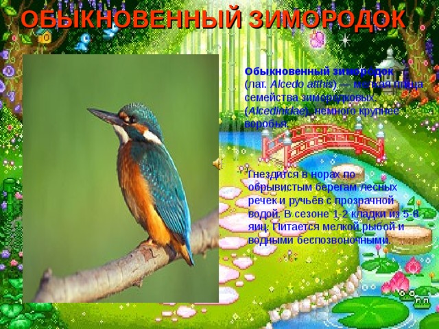 ОБЫКНОВЕННЫЙ ЗИМОРОДОК  Обыкновенный зиморо́док (лат.  Alcedo atthis ) — мелкая птица семейства зимородковых. ( Alcedinidae ), немного крупнее воробья. Гнездится в норах по обрывистым берегам лесных речек и ручьёв с прозрачной водой. В сезоне 1-2 кладки из 5-8 яиц. Питается мелкой рыбой и водными беспозвоночными. 