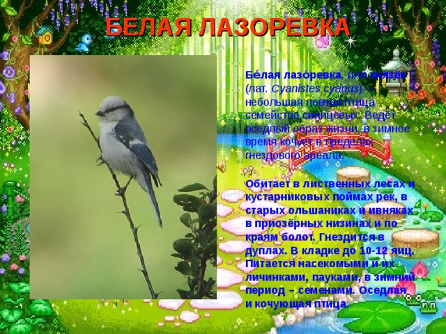 БЕЛАЯ ЛАЗОРЕВКА  Бе́лая лазо́ревка , или князёк (лат. Cyanistes cyanus ) — небольшая певчая птица семейства синицевых. Ведёт оседлый образ жизни, в зимнее время кочует в пределах гнездового ареала. Обитает в лиственных лесах и кустарниковых поймах рек, в старых ольшаниках и ивняках в приозёрных низинах и по краям болот. Гнездится в дуплах. В кладке до 10-12 яиц. Питается насекомыми и их личинками, пауками, в зимний период – семенами. Оседлая и кочующая птица. 