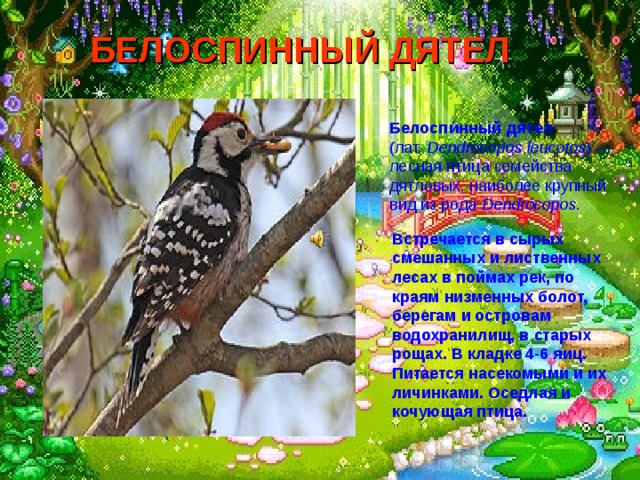 БЕЛОСПИННЫЙ ДЯТЕЛ  Белоспи́нный дя́тел (лат.  Dendrocopos leucotos ) — лесная птица семейства дятловых, наиболее крупный вид из рода Dendrocopos. Встречается в сырых смешанных и лиственных лесах в поймах рек, по краям низменных болот, берегам и островам водохранилищ, в старых рощах. В кладке 4-6 яиц. Питается насекомыми и их личинками. Оседлая и кочующая птица.  
