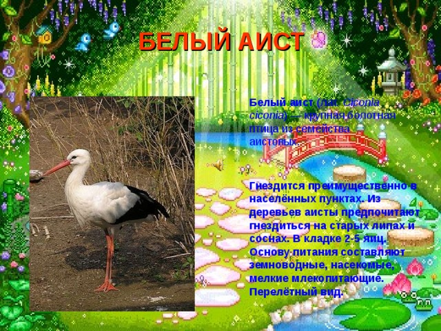 БЕЛЫЙ АИСТ  Белый аист (лат.  Ciconia ciconia ) — крупная болотная птица из семейства аистовых. Гнездится преимущественно в населённых пунктах. Из деревьев аисты предпочитают гнездиться на старых липах и соснах. В кладке 2-5 яиц. Основу питания составляют земноводные, насекомые, мелкие млекопитающие. Перелётный вид. 