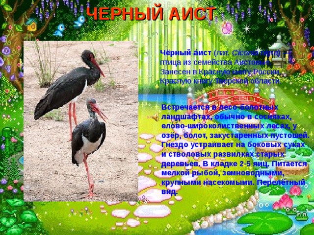 ЧЕРНЫЙ АИСТ  Чёрный а́ист (лат.  Ciconia nigra ) — птица из семейства Аистовые. Занесен в Красную книгу России, Красную книгу Тверской области. Встречается в лесо-болотных ландшафтах, обычно в сосняках, елово-широколиственных лесах, у озёр, болот, закустаренных пустошей. Гнездо устраивает на боковых суках и стволовых развилках старых деревьев. В кладке 2-5 яиц. Питается мелкой рыбой, земноводными, крупными насекомыми. Перелётный вид.   
