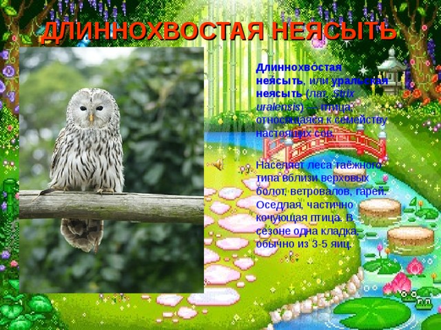 ДЛИННОХВОСТАЯ НЕЯСЫТЬ  Длиннохво́стая нея́сыть , или уральская неясыть (лат.  Strix uralensis ) — птица, относящаяся к семейству настоящих сов. Населяет леса таёжного типа вблизи верховых болот, ветровалов, гарей. Оседлая, частично кочующая птица. В сезоне одна кладка, обычно из 3-5 яиц. 