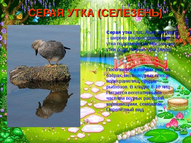 СЕРАЯ УТКА (СЕЛЕЗЕНЬ)  Серая утка (лат.  Anas strepera ) – широко распространенная утка подсемейства Настоящие утки рода Речные утки ( Anas )  Поселяется в поймах рек, на озёрах, мелководных плесах водохранилищ, прудах рыбхозов. В кладке 8-10 яиц. Питается вегетативными частями водных растений, корневищами, семенами. Перелётный вид. 