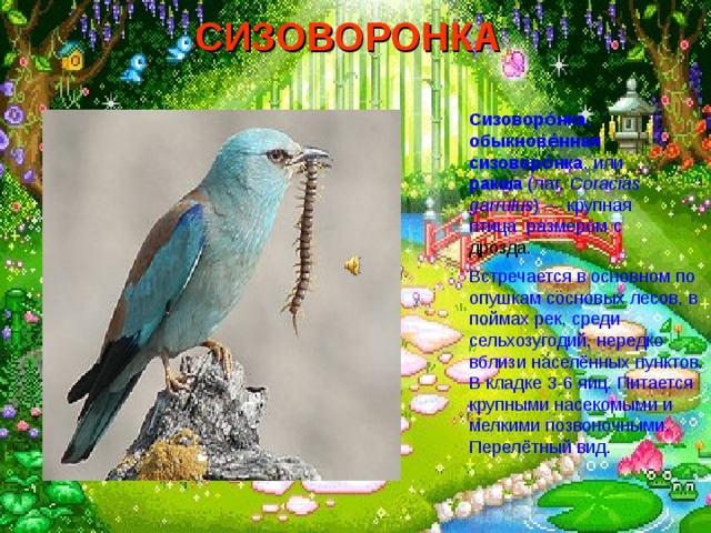 СИЗОВОРОНКА  Сизоворо́нка , обыкнове́нная сизоворо́нка , или ракша (лат. Coracias garrulus ) — крупная птица размером с дрозда. Встречается в основном по опушкам сосновых лесов, в поймах рек, среди сельхозугодий, нередко вблизи населённых пунктов. В кладке 3-6 яиц. Питается крупными насекомыми и мелкими позвоночными. Перелётный вид. 