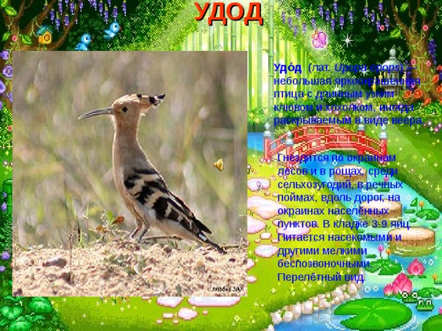 УДОД  Удо́д (лат.  Upupa epops ) — небольшая яркоокрашенная птица с длинным узким клювом и хохолком, иногда раскрываемым в виде веера.  Гнездится по окраинам лесов и в рощах, среди сельхозугодий, в речных поймах, вдоль дорог, на окраинах населённых пунктов. В кладке 3-9 яиц. Питается насекомыми и другими мелкими беспозвоночными. Перелётный вид. 