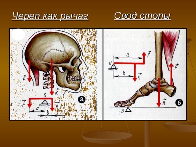 Череп как рычаг Свод стопы 