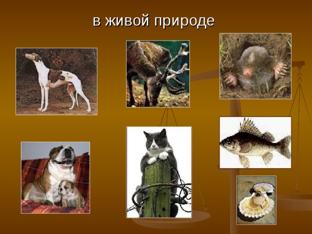 в живой природе 