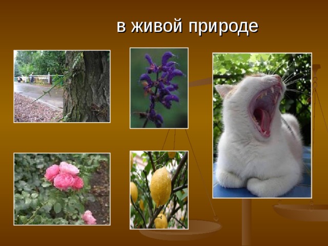 в живой природе 