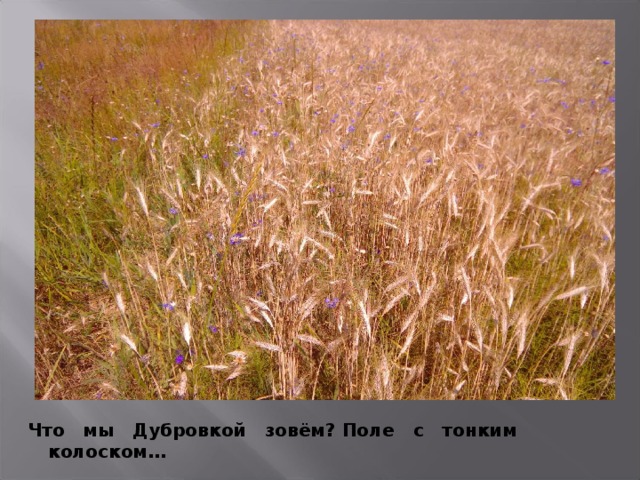 Что мы Дубровкой зовём? Поле с тонким колоском… 
