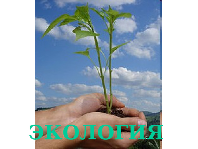 ЭКОЛОГИЯ 