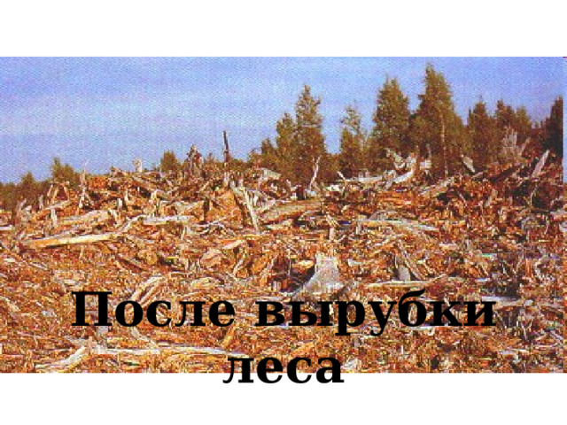 После вырубки леса 