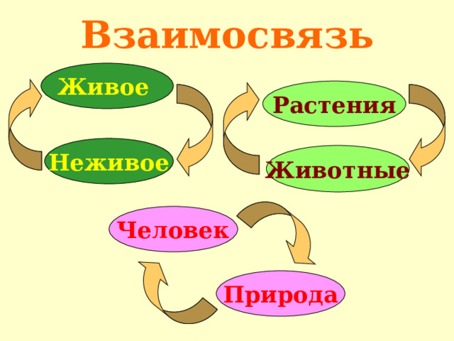 Взаимосвязь Живое Растения Неживое Животные Человек Природа 