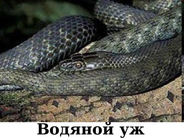 Водяной уж 