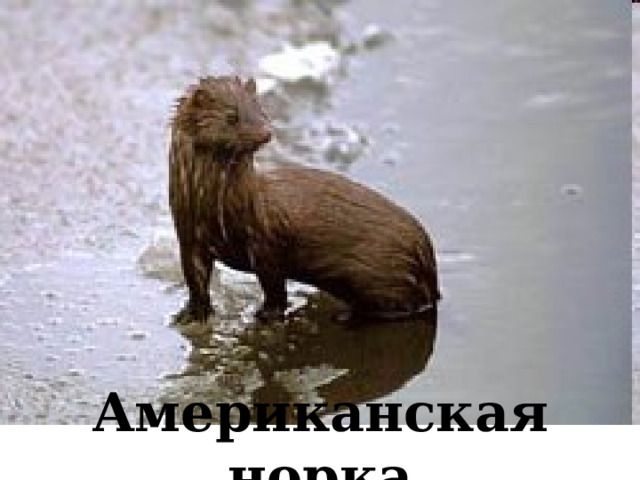Американская норка 
