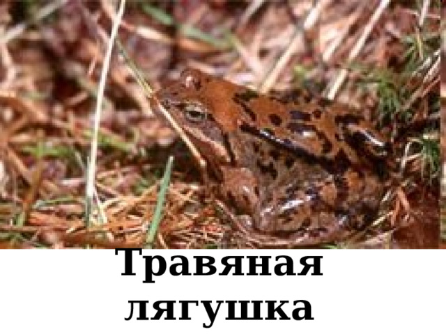 Травяная лягушка 
