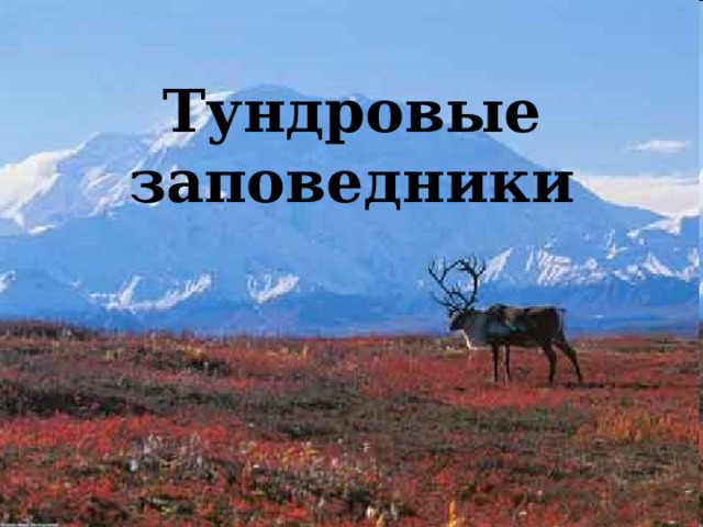 Тундровые заповедники 