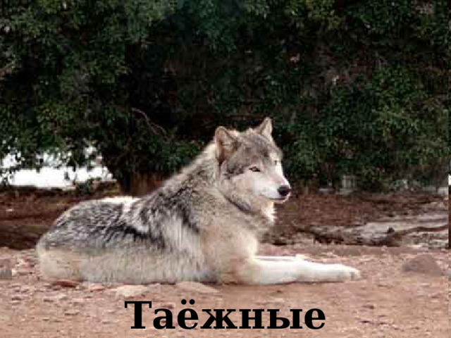Таёжные заповедники 