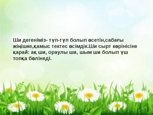 Ши дегеніміз- түп-түп болып өсетін,сабағы жіңішке,қамыс тектес өсімдік.Ши сырт   көрінісіне қарай: ақ ши, ораулы ши, шым ши болып үш топқа бөлінеді.  