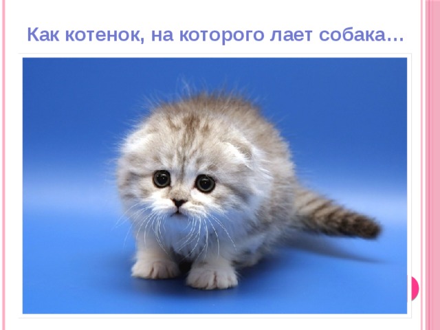 Как котенок, на которого лает собака… 