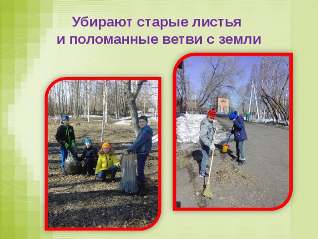 Убирают старые листья  и поломанные ветви с земли 