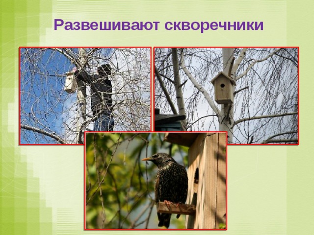 Развешивают скворечники 