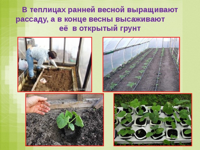 В теплицах ранней весной выращивают рассаду, а в конце весны высаживают её в открытый грунт 