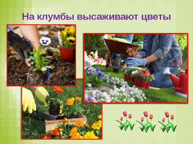 На клумбы высаживают цветы 